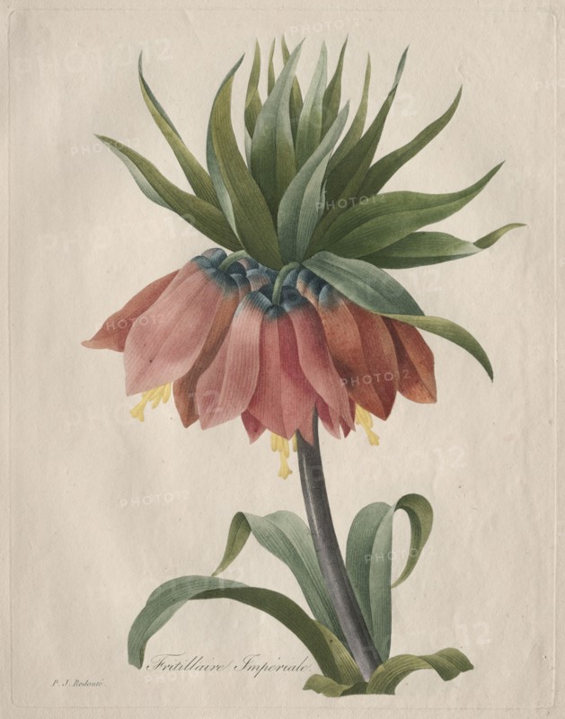 Crown Imperial Fritillary, 1827. Henry Joseph Redouté (French, 1766-1853). Stipple, roulette and line engraving with hand coloring
