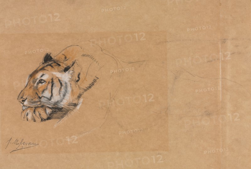 Tiger. John Macallan Swan (British, 1847-1910). Charcoal and chalk; sheet: 27.9 x 38.2 cm (11 x 15 1/16 in.).