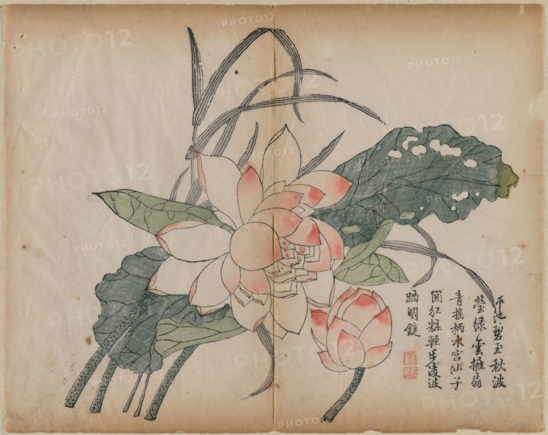 Flowering Lotus and Bud, 18th Century. China, Qing dynasty (1644-1911). Color woodblock print; overall: 33.8 x 26.9 cm (13 5/16 x 10 9/16 in.).