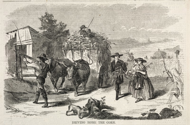 Driving Home the Corn, 1858. Winslow Homer (American, 1836-1910). Wood engraving