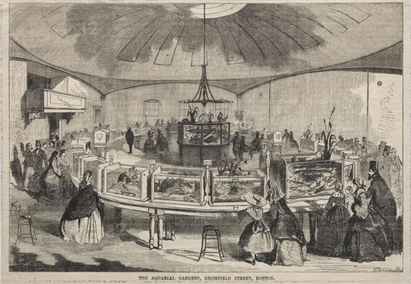 The Aquarial Gardens, Bromfield Street, Boston, 1859. Winslow Homer (American, 1836-1910). Wood engraving
