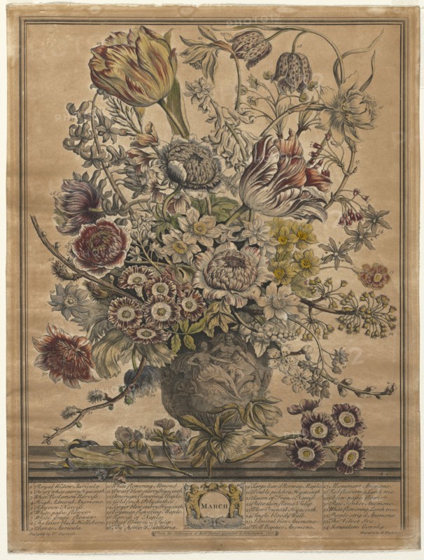 Twelve Months of Flowers:  March, 1730. Henry Fletcher (British, active 1715-38). Engraving, hand-colored; sheet: 42.7 x 32.2 cm (16 13/16 x 12 11/16 in.); platemark: 41 x 30.9 cm (16 1/8 x 12 3/16 in.)
