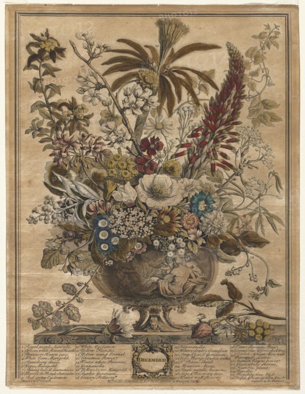 Twelve Months of Flowers:  December, 1730. Henry Fletcher (British, active 1715-38). Engraving, hand-colored; sheet: 42.4 x 32.5 cm (16 11/16 x 12 13/16 in.); platemark: 41.6 x 31.6 cm (16 3/8 x 12 7/16 in.).