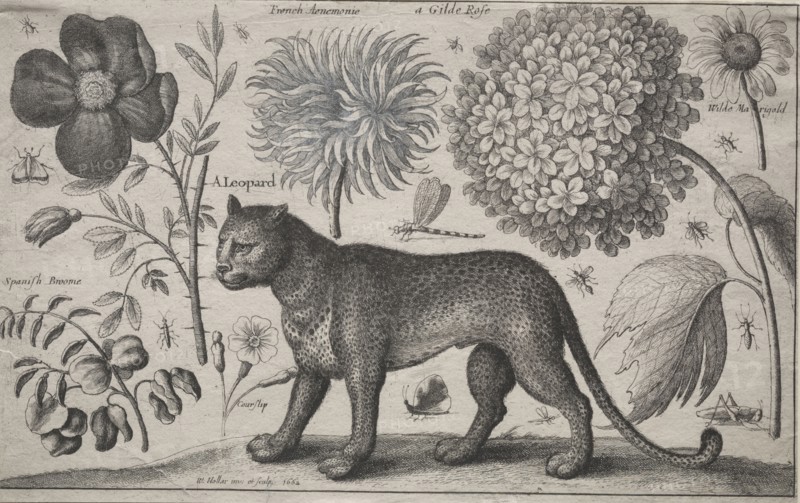 Animals and Plants:  Leopard with Plants and Insects, 1662. Wenceslaus Hollar (Bohemian, 1607-1677). Etching