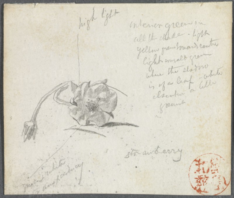 Strawberry Blossom. John La Farge (American, 1835-1910). Pencil;