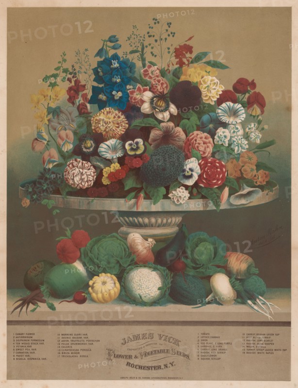 Flowers and Vegetables, 1800s. Anton Carl Rahn (American, born Germany, 1842-1907). Lithograph; sheet: 51.8 x 39.5 cm (20 3/8 x 15 9/16 in.)