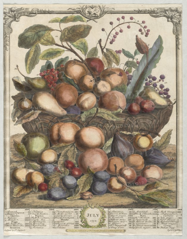 Twelve Months of Fruit:  July, 1732. Henry Fletcher (British, active 1715-38). Engraving, hand-colored; sheet: 42.9 x 33.4 cm (16 7/8 x 13 1/8 in.)