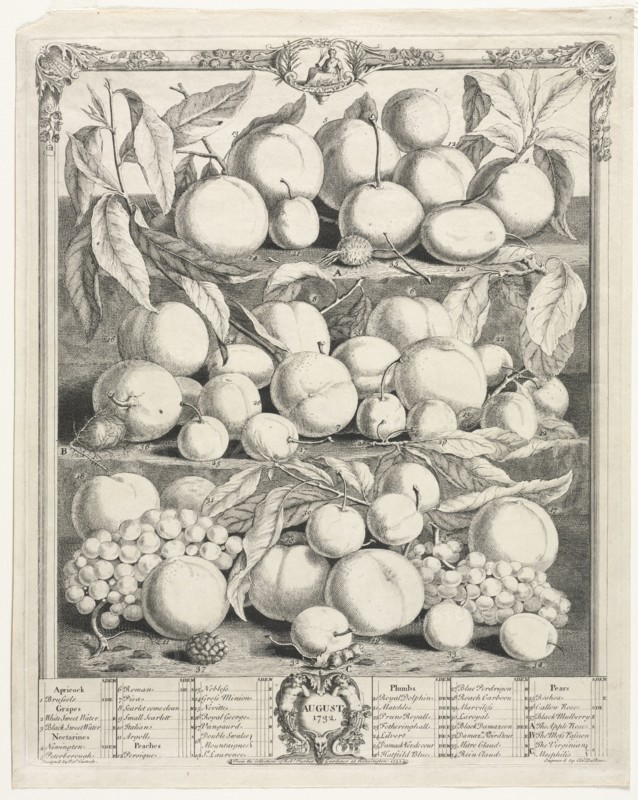 Twelve Months of Fruit:  August, 1732. Henry Fletcher (British, active 1715-38). Engraving, hand-colored