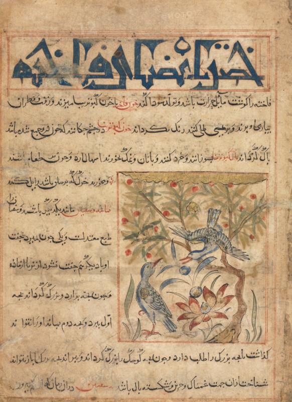 Qualities of Ringdoves (recto) from a Manafi' al-Hayawan (On the Usefulness of Animals) of Ibn Bakhtishu' (d. 1058), c. 1300. Iran, probably Maragah, Ilkhanid period (1256-1353). Opaque watercolor, ink, and gold on paper; image: 10.2 x 9 cm (4 x 3 9/16 in.); overall: 24.7 x 18.2 cm (9 3/4 x 7 3/16 in.); text area: 22.2 x 16.5 cm (8 3/4 x 6 1/2 in.).