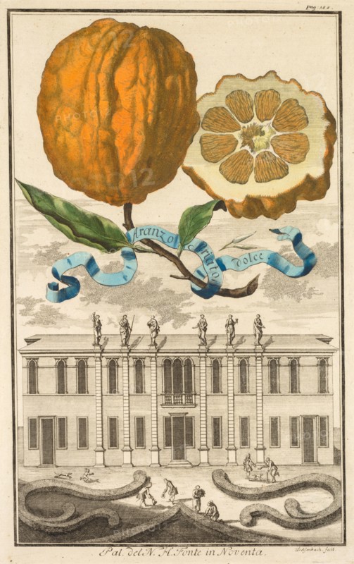 Nurnbergische Hesperides:  No. 185 - Aranzo Striato dolce.  Palazzo del N. H. Fonte in Noventa, c. 1708. Joseph de Montalegre (Hungarian), Johoann Christoph Volckamer (German). Engraving, hand-colored