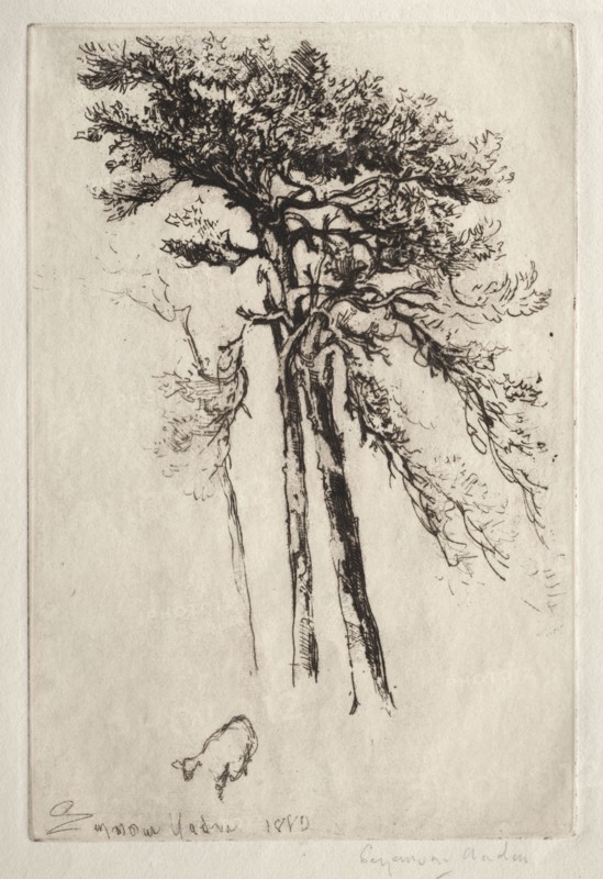 The Latest Tree, 1882. Francis Seymour Haden (British, 1818-1910). Etching and drypoint