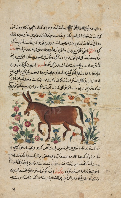 Khar (Ass), from a Nuzhat-nama-yi ala'i (Excellent Book of Counsel) of Shahmardan ibn Abi al-khayrr, 1400s. Timurid Iran. Ink and opaque watercolor on paper; overall: 24.8 x 15.8 cm (9 3/4 x 6 1/4 in.); text area: 18.7 x 11 cm (7 3/8 x 4 5/16 in.).