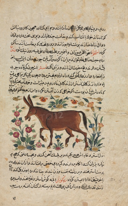 Text Page, Persian Prose (Recto); Khar (Ass) (Verso), 1400s. Iran, Timurid Period, 15th century. Ink and opaque watercolor on paper; overall: 24.8 x 15.8 cm (9 3/4 x 6 1/4 in.); text area: 18.7 x 11 cm (7 3/8 x 4 5/16 in.).