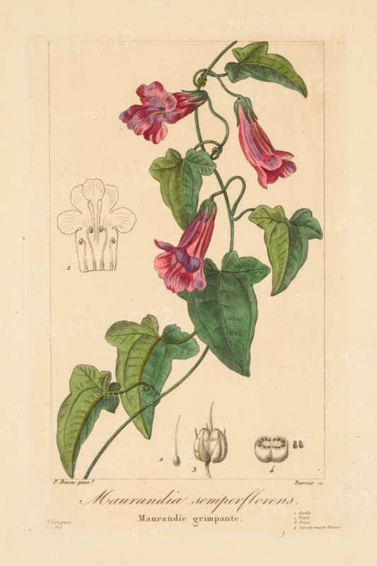 Flore des Jardiniers, Amateurs et Manufacturiers:  Maurandia semperflorens, 1836. Jean Pierre Frederic Barrois (French, 1786-aft 1841), Pancrace Bessa (French, 1772-1846). Engraving, hand-colored