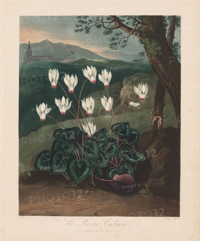 The Temple of Flora, or Garden of Nature:  The Persian Cyclamen, 1799-1807. Robert John Thornton (British, 1768-1837). Aquatint, stipple and line engraving