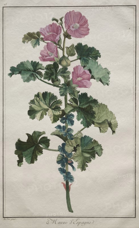 Recueil de vingtquatre plantes et fleurs:  Mallow, after 1772. De Seve (French). Engraving, hand-colored