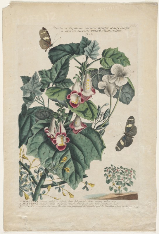 Plantae et Papiliones rariores:  Martynia, 1748. Georg Dionysius Ehret (German, 1708-1770). Engraving, hand-colored