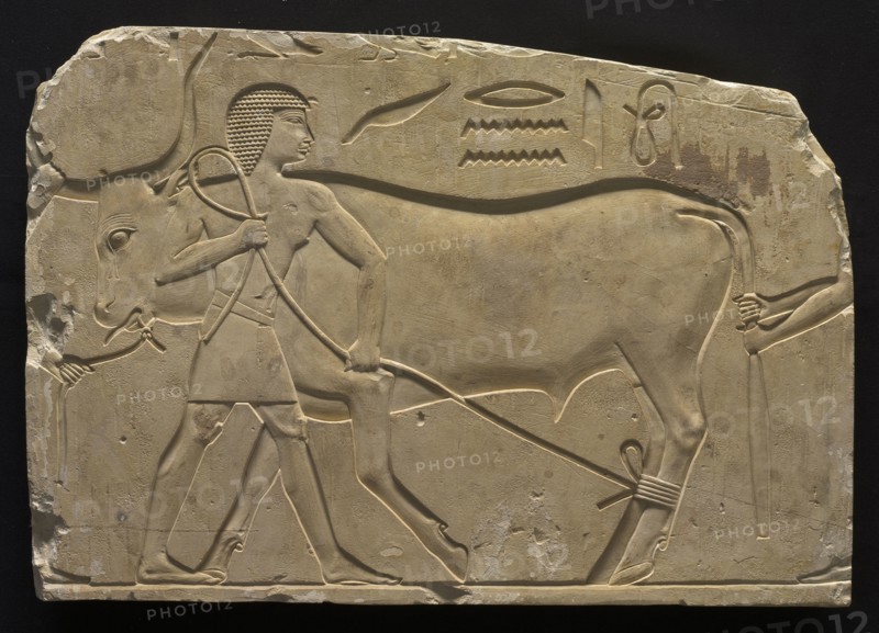 Men Trussing an Ox, 667-647 BC. Egypt, Thebes, Late Period, Late Dynasty 25 to Early Dynasty 26. Limestone; overall: 38.4 x 55.6 cm (15 1/8 x 21 7/8 in.).