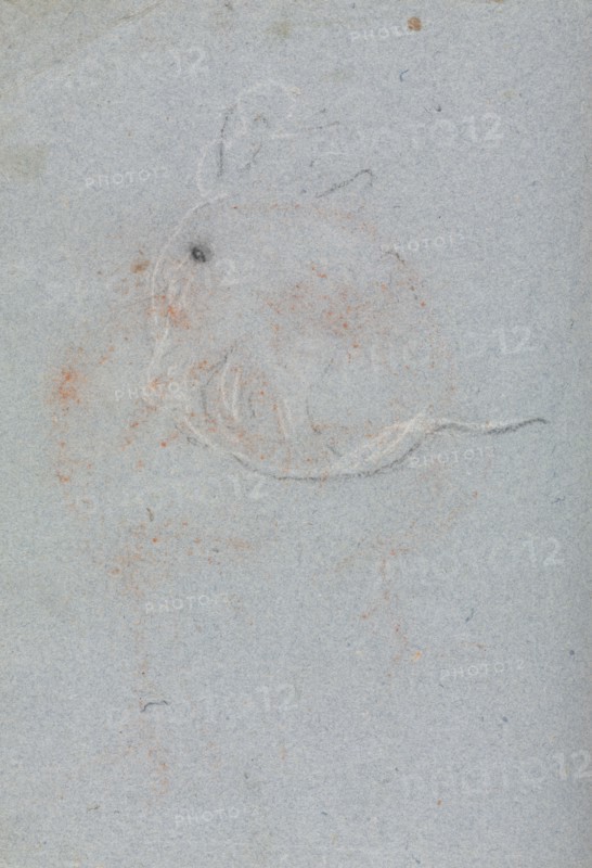 Verona Sketchbook: Head (page 30), 1760. Francesco Lorenzi (Italian, 1723-1787). Black chalk with white heightening ; sheet: 32 x 23 cm (12 5/8 x 9 1/16 in.).