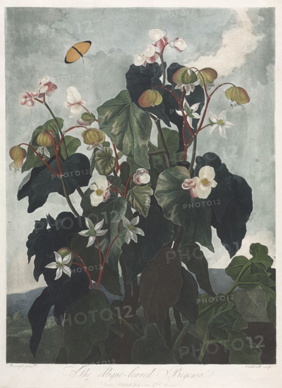 The Temple of Flora, or Garden of Nature: The Obique-leaved Begonia, 1800. James Caldwall (British, 1739-aft 1789), Robert John Thornton (British, 1768-1837). Aquatint, stipple and line engraving, printed in colors and finished by hand