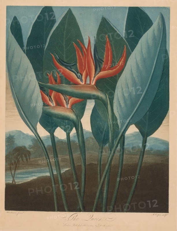 The Temple of the Flora: The Queen. R. Cooper (British), Robert John Thornton (British, 1768-1837). Color engraving, aquatint and stipple