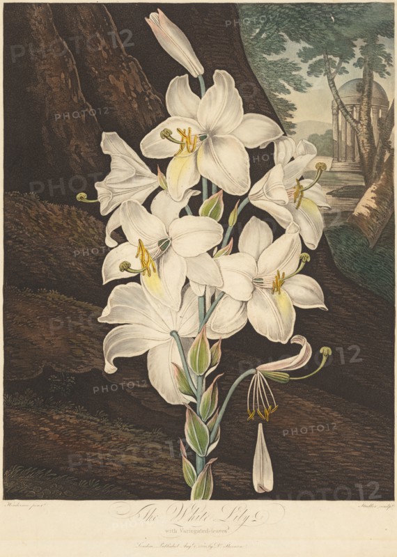The Temple of Flora; or Garden of Nature: White Lily with Variegated Leaves, published August 1, 1800. Joseph Constantine Stadler (German), Robert John Thornton (British, 1768-1837). Color etching and aquatint hand-colored with watercolor; plate: 45.4 x 35.9 cm (17 7/8 x 14 1/8 in.)