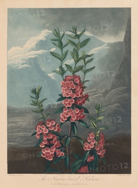 The Temple of Flora, or Garden of Nature:  The Narrow-leaved Kalmia, Mountain Laurel, 1804. Robert John Thornton (British, 1768-1837). Aquatint, stipple and line engraving