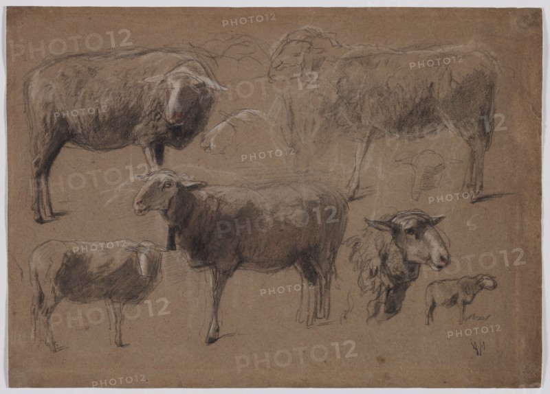 Studies of Sheep, second half 1800s. Anton Mauve (Dutch, 1838-1888). Black and white chalk, with red chalk; sheet: 32.5 x 45.5 cm (12 13/16 x 17 15/16 in.); secondary support: 32.5 x 45.5 cm (12 13/16 x 17 15/16 in.).