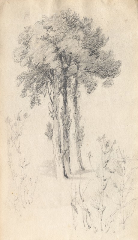 Sketchbook: Tree Study, 1814. Samuel Prout (British, 1783-1852). Graphite ; each page: 13.5 x 23.4 cm (5 5/16 x 9 3/16 in.).