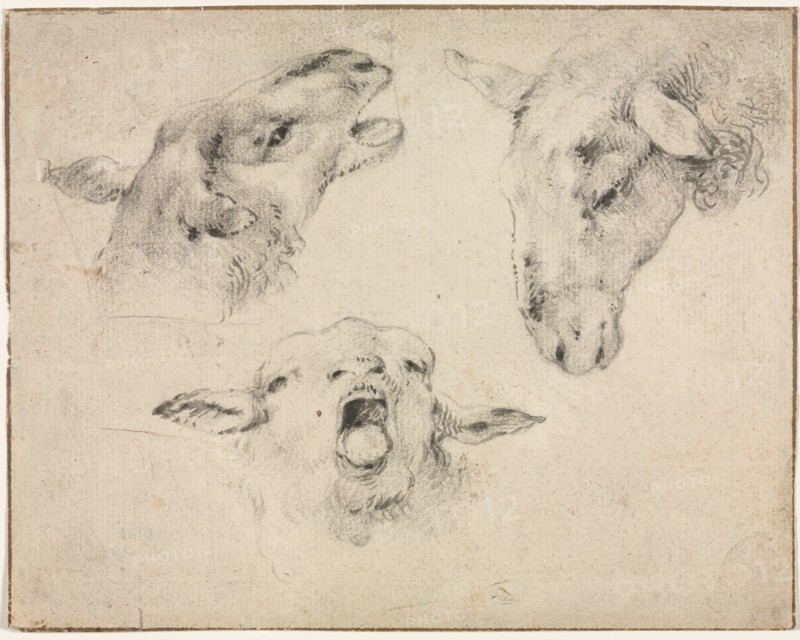 Sheep Heads, second or third quarter 1800s. Wouter Verschuur (Dutch, 1812-1874). Black chalk and brush and gray and black wash over traces of graphite; framing lines in brown ink and graphite; sheet: 14.5 x 18.4 cm (5 11/16 x 7 1/4 in.).