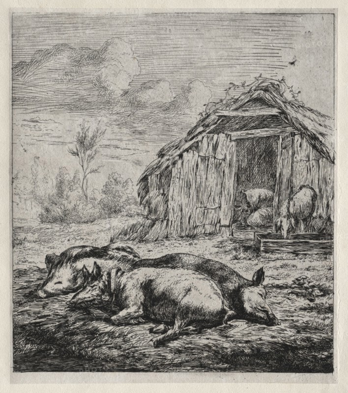 Three Swine Lying in Front of a Sty, 1850. Charles Meryon (French, 1821-1868). Etching