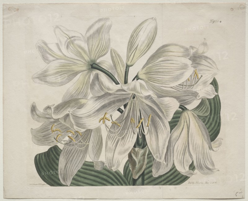 The Botanical Magazine or Flower Garden Displayed:  White Cape - Coast Lily, 1806. Thomas Curtis (British, 1846-1920). Engraving, hand-colored