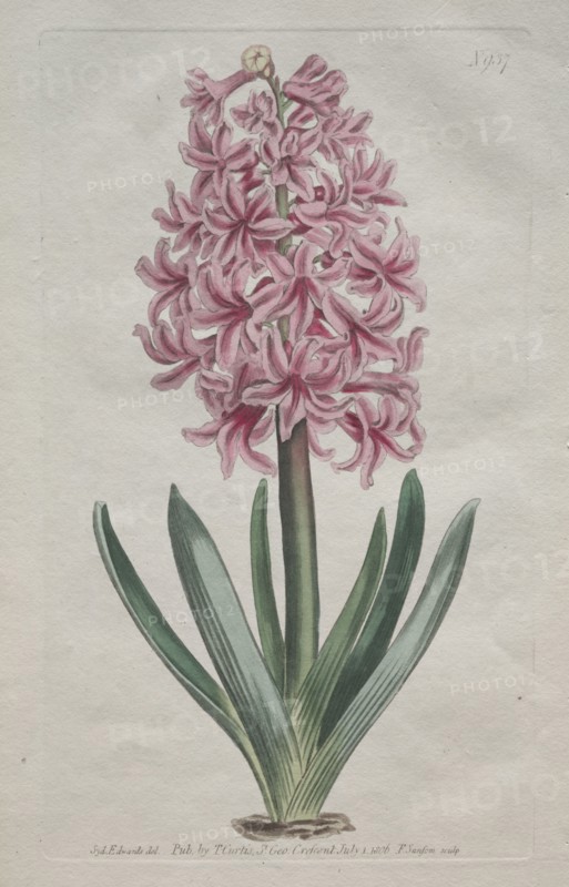 The Botanical Magazine or Flower Garden Displayed:  Garden Hyacinth, 1806. Thomas Curtis (British, 1846-1920). Engraving, hand-colored