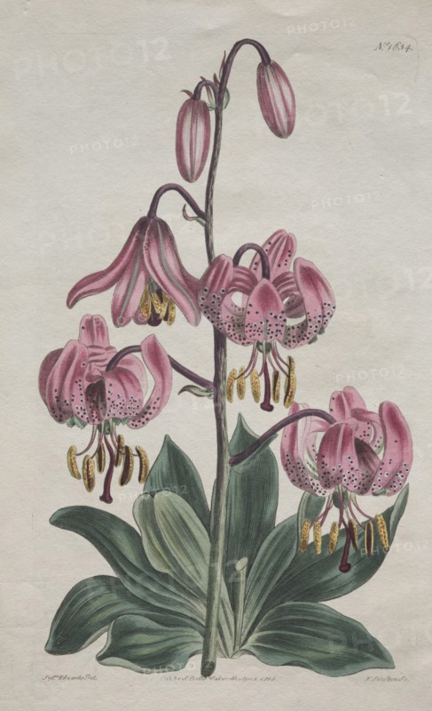 The Botanical Magazine or Flower Garden Displayed:  Smooth-stalked Martagon, Turk's Cap Lily, 1814. S. Curtis (British). Engraving, hand-colored