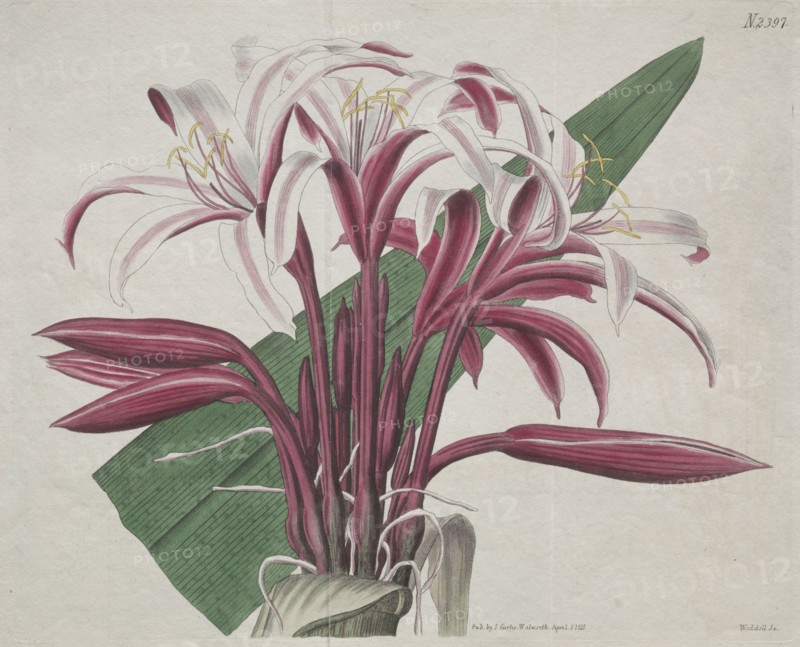 The Botanical Magazine or Flower Garden Displayed:  Stately Crinum, 1823. S. Curtis (British). Engraving, hand-colored