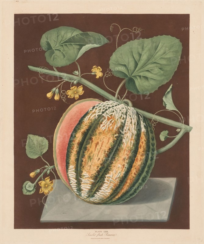 Pomona Britannica:  No. 64 - Scarlet Flesh Romana Melon, 1812. George Brookshaw (British). Aquatint
