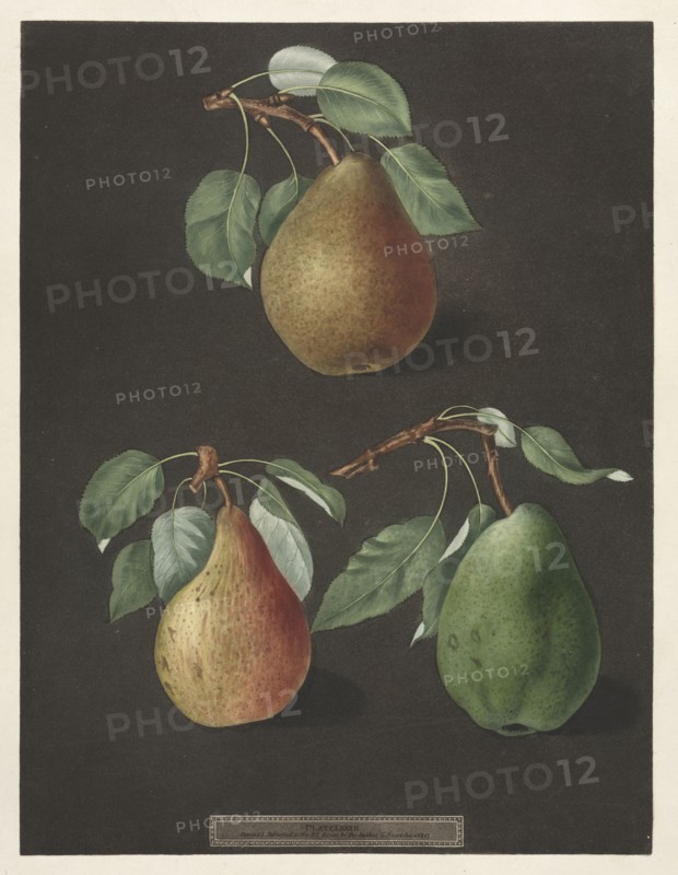 Pomona Britannica:  No. 82 - Pears, 1807. George Brookshaw (British). Aquatint