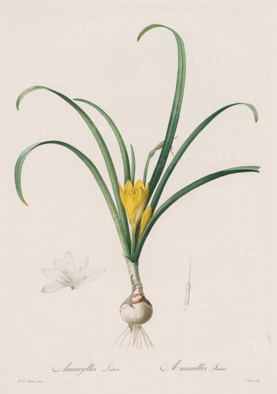 Les Liliacées:  Amaryllis Lutes, 1802-1816. Henry Joseph Redouté (French, 1766-1853). Stipple and line engraving, with hand coloring