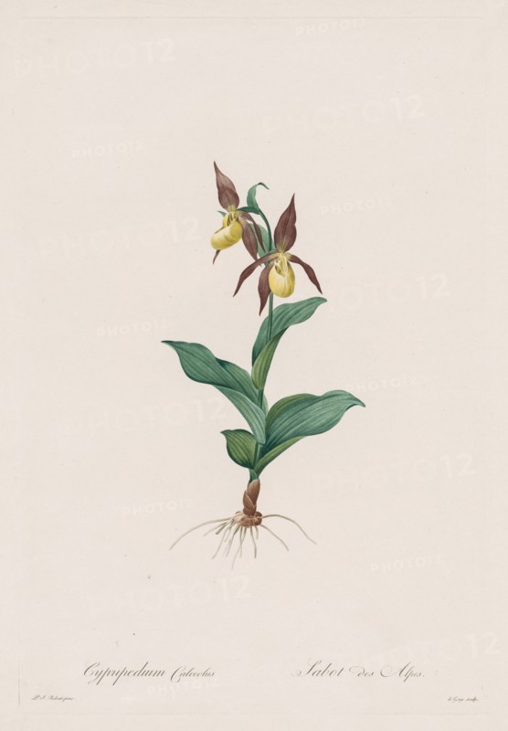 Les Liliacées:  Cypripedium calceolus, 1802-1816. Henry Joseph Redouté (French, 1766-1853). Stipple and line engraving, with hand coloring