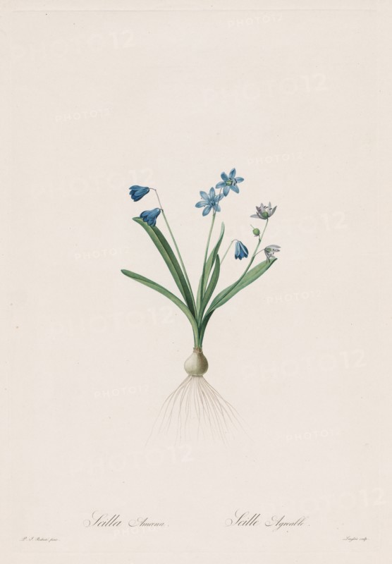Les Liliacées:  Scilla amaena, 1802-1816. Henry Joseph Redouté (French, 1766-1853). Stipple and line engraving, with hand coloring