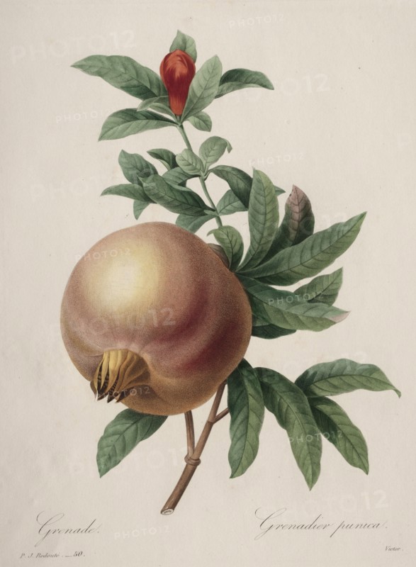 Choix des plus belles fleurs...plus beaux fruits:  Grenade, 1827. Henry Joseph Redouté (French, 1766-1853). Stipple and line engraving, with hand coloring