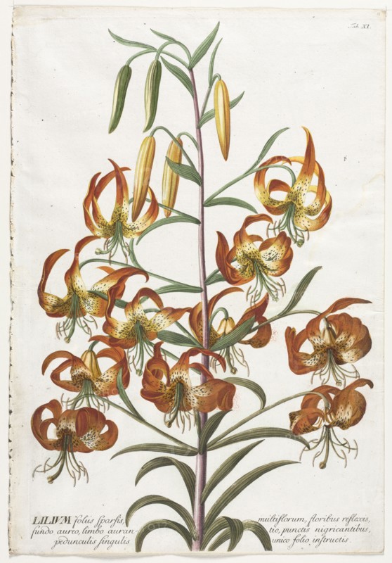 Plantae Selectae:  No. 11 - Lily. Georg Dionysius Ehret (German, 1708-1770), Christopher Jacob Trew (German). Engraving, hand-colored