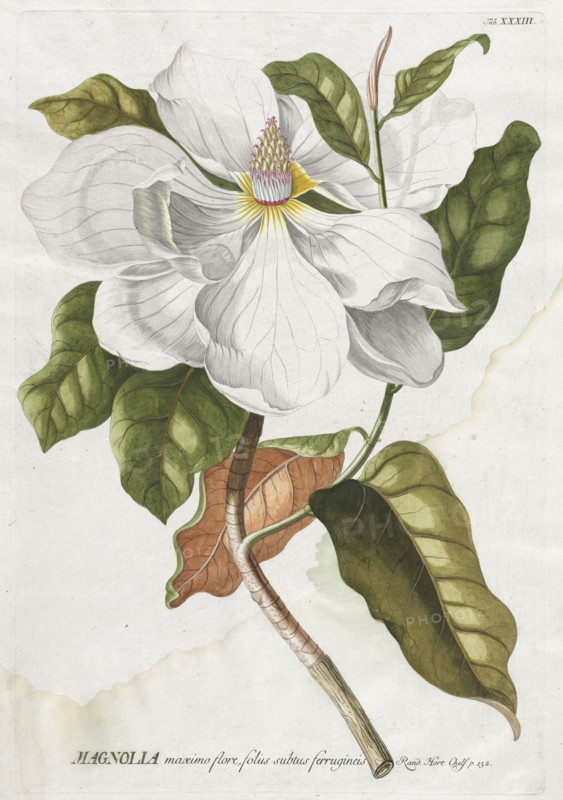 Plantae Selectae:  No. 33 - Magnolia. Georg Dionysius Ehret (German, 1708-1770), Christopher Jacob Trew (German). Engraving, hand-colored