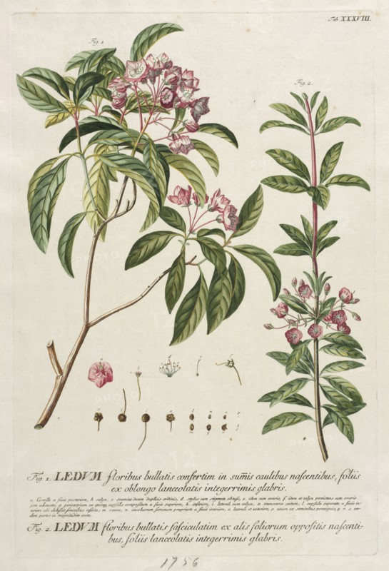 Plantae Selectae:  No. 38. Georg Dionysius Ehret (German, 1708-1770), Christopher Jacob Trew (German). Engraving, hand-colored