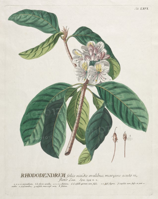 Plantae Selectae:  No. 66 - Rhododendron. Georg Dionysius Ehret (German, 1708-1770), Christopher Jacob Trew (German). Engraving, hand-colored