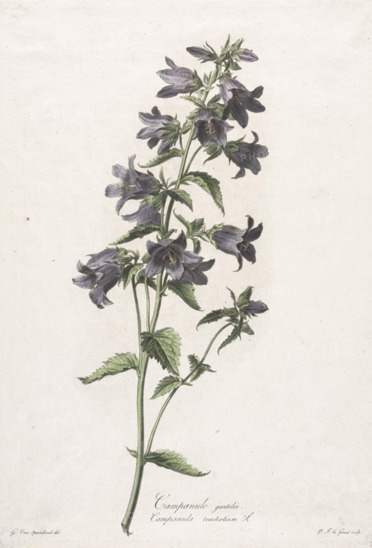 Fleurs dessinées d'après nature:  Campanule gantelée, c. 1800. Gerard van Spaendonck (Dutch, 1746-1822). Stipple engraving with roulette, hand-colored