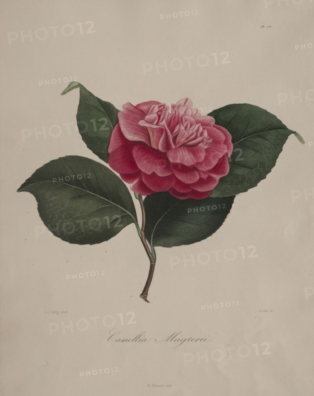 Iconographie du genre camellia:  No. 171, 1839-1843. Abbé Laurent Berlèse (French). Stipple and line engraving, with hand coloring
