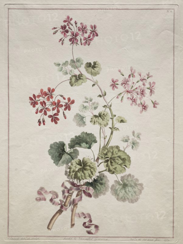 A Collection of Flowers Drawn from Nature:  No. 6 - Scarlet and Variegated Geranium, 1801. John Edwards (British). Etching, hand colored