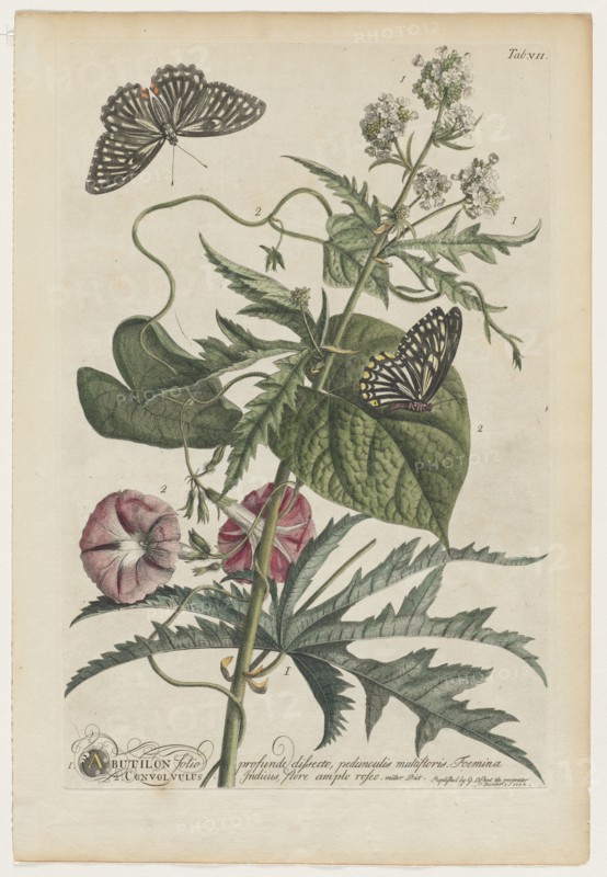 Plantae et papiliones rariores:  No. 7, 1748. Georg Dionysius Ehret (German, 1708-1770). Engraving, hand-colored