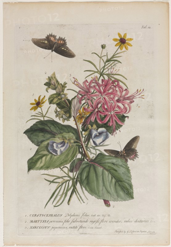 Plantae et papiliones rariores:  No. 9, 1749. Georg Dionysius Ehret (German, 1708-1770). Engraving, hand-colored